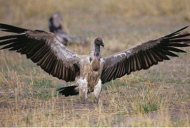 《英雄联盟》15投规则改动 不再需要全票通过